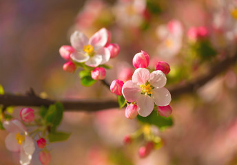 Apple blossom in sun rays.