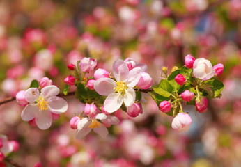 Apple blossom in sun rays.