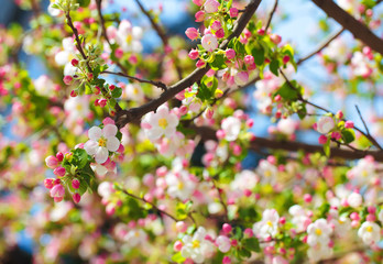 Apple blossom in sun rays.