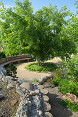 дерево в парке