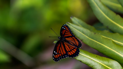 Viceroy Butterfly, Everglades National Park, Florida