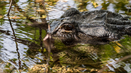 Alligator Eye, Everglades National Park, Florida