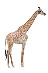 Papier Peint photo Girafe girafe isolé sur fond blanc