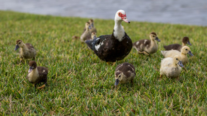 Muscovy Duck With Ducklings, Lake at The Hammocks, Kendall, Flor