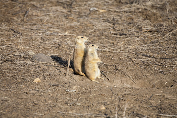 Adult prairie dog (Cynomys ludovicianus) watches with a juvenile near the entrance to a burrow.