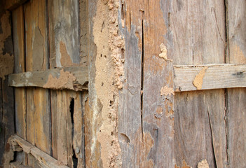 Termite damage wooden wall
