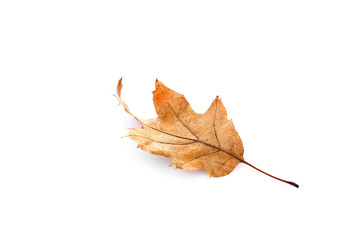 Dry leaf, isolated on white