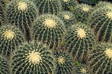 Looking Down at a Collection of Barrel Cactus