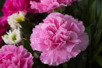 Carnations flower with water drop