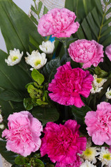 Carnations flower with water drop