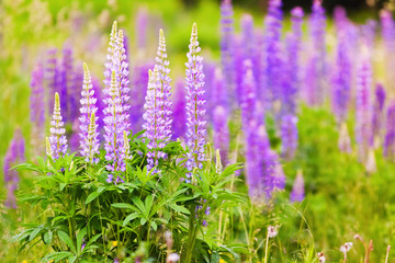 Fototapeta premium thicket of purple lupine flowers on the meadow