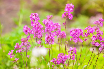 delicate pink flowers