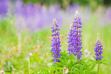 high lush purple lupine flowers