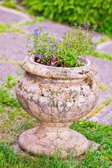 lobelia flowers in stone vase