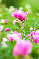 blooming pink peonies