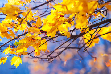 Fototapeta na wymiar golden maple leaves on the branches against the blue sky