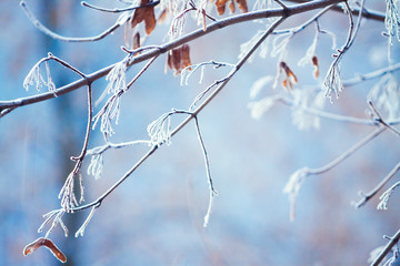 tree branches covered with frost