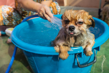 The dog slept in the bath