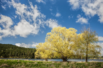 Trees in the landscape.