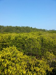 Mangrove forest, Pranburi Forest Park,Thailand
