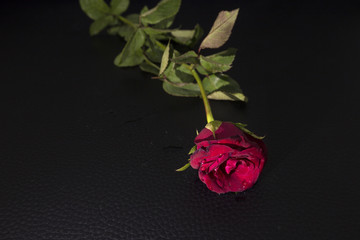 Red Rose petals isolated on Black background