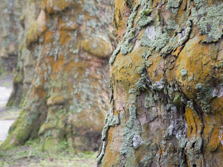 Platanus occidentalis