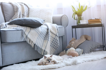 Color-point cat with slippers lying on a floor in living room