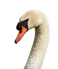 Acrylic prints Swan White swan on white background.