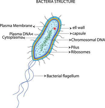  bacteria structure for you design