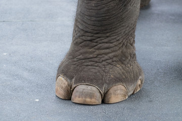 Fototapeta premium Big elephant leg and toe on cement road/Elephant leg 