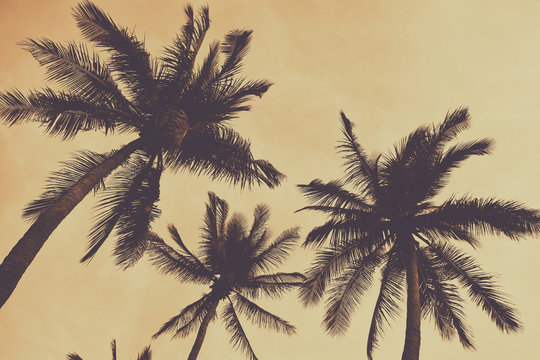 Fototapeta Silhouette palm tree with vintage filter (background)