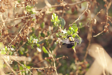 Xylocopinae carpenter bee on a bush