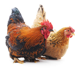 Hen and cock.