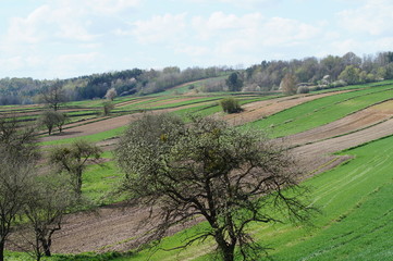Pola na Roztoczu wiosną, kwitnące drzewa,  © klumb