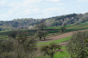 Pola na Roztoczu wiosną, kwitnące drzewa, Szczebrzeszyn © klumb