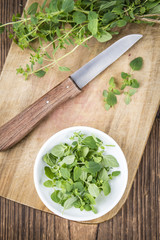 Fresh Oregano on wooden background
