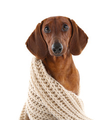 Dachshund in a scarf isolated on white.
