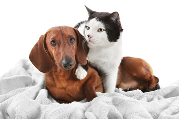 Cat and dachshund on a plaid, isolated on white.