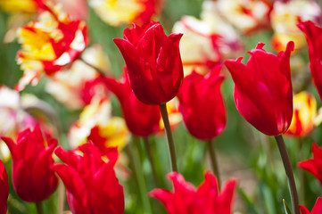 Fototapeta premium Tulips in garden in sunny day. Spring flowers. Gardening 
