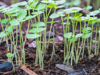 Close up small green basil sprouts