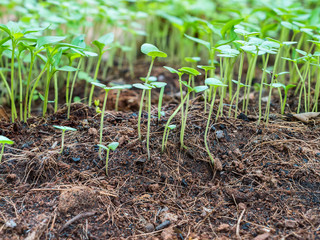 Close up small green basil and chilli sprouts