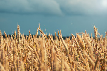 Golden wheat field and beautiful sky