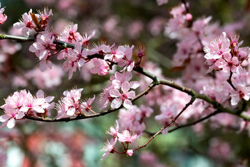 Cherry tree pink blossom, spring background