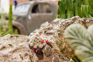 cactus and succulents near scrap of historical car