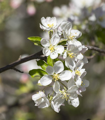 apple tree flowers