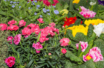 Gillyflowers and other spring flowers