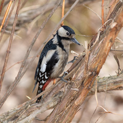 portrait of woodpecker