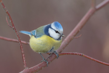 Fototapeta premium blue tit on a branch closeup