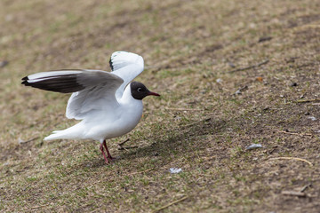 after landing seagull