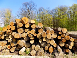 Woodpile in forest